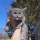 Maine Coon Kittens