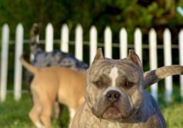 American bully Hera