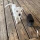 PUPPIES FOR SALE