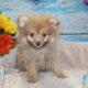 Pomeranian Puppies