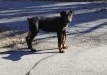 AKC Doberman Pinscher Female
