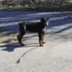 AKC Doberman Pinscher Female