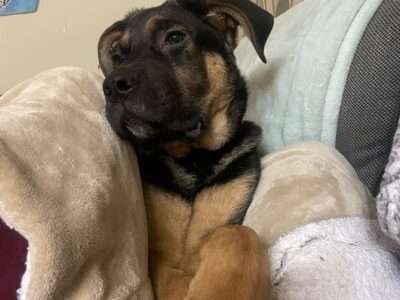 Rowan – German Shepard/Rottweiler puppy
