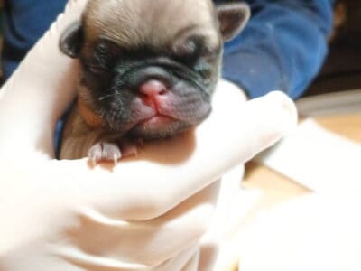 New born puppies