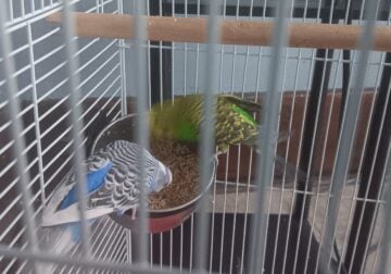 Bird’s