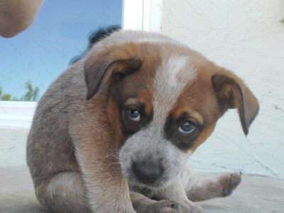 Blue Heeler & Border Collie mix puppies