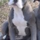 Blue and white female F1 Olde English Bulldogge