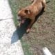 Meet Chance (Male Pit Bull – 1 Year Old)