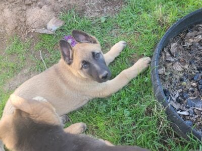 German Shepherd puppies