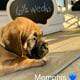 English Mastiff Puppies