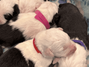 Old English Sheepdog Puppies