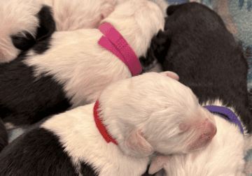 Old English Sheepdog Puppies
