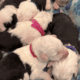 Old English Sheepdog Puppies