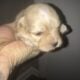 Dogs puppies puppy’s puppy dog pup pups