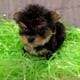 Morkies