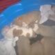 Full blooded pitbull puppies