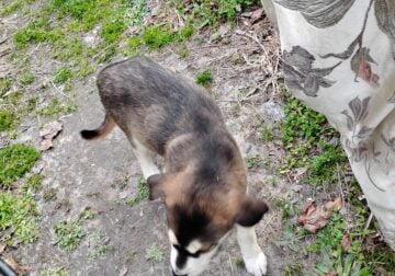 Husky mix