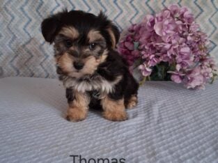 Thomas the Yorkichon