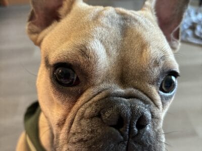 Frenchie – 8 month old male