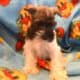 Precious AKC Female Schnauzer Tiffani
