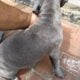 female puppy looking for good home