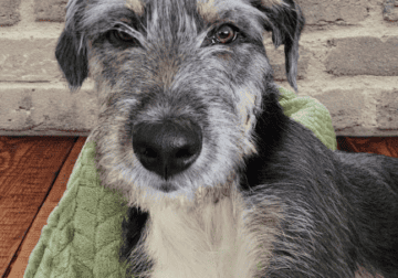 Beautiful and Loving Schnauzer Mix for Rehoming