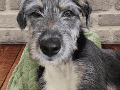 Beautiful and Loving Schnauzer Mix for Rehoming