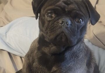 Looking for loving home