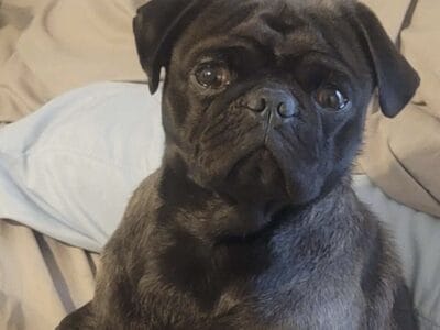Looking for loving home