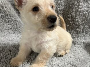 Beautiful Scottish Terrier Puppy