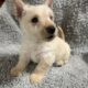Beautiful Scottish Terrier Puppy