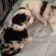 Mini Australian Shepherd Miss Bonnie