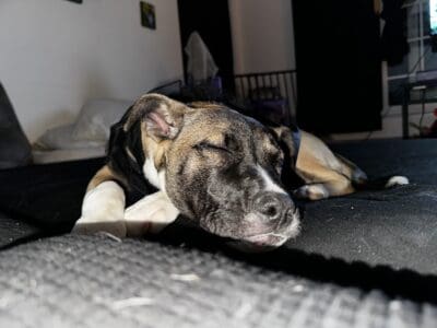 Belgian malinois mix