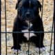 American Bully Puppy