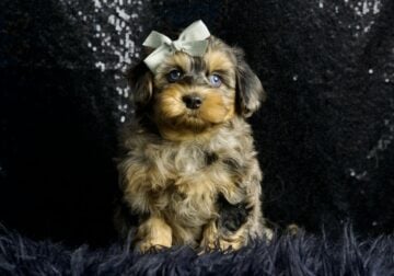 Patootie Morkiepoo