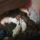 Pitbull/Mini Dashound puppies