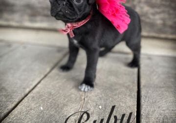 Pug puppy Ruby