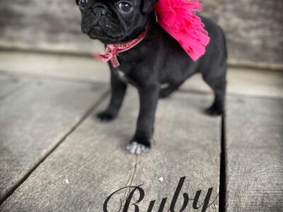 Pug puppy Ruby