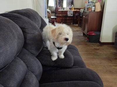 Puppies