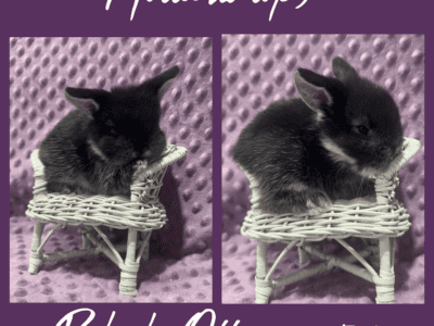 Pedigree Holland lop’s