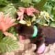 Labradoodle Puppies!