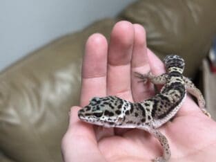 Deformed baby snow leopard gecko