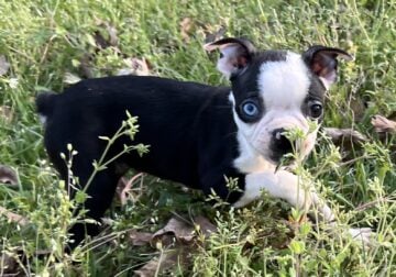 CKC Boston Terrier puppies