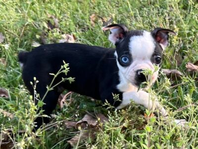 CKC Boston Terrier puppies