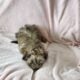 AKC Havanese puppies