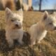 Purebred Adult West Highland Terriers