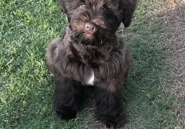 Miniature Schnauzer