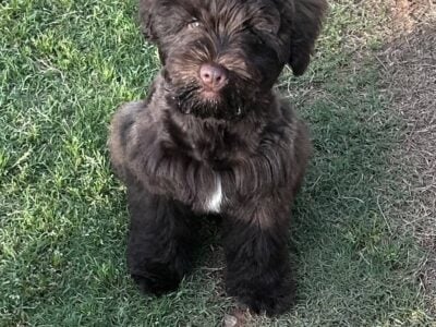 Miniature Schnauzer