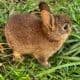 Bunnies for sale