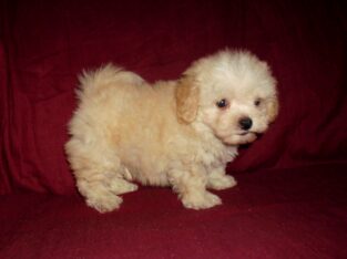 Higgins – MaltiPoo male